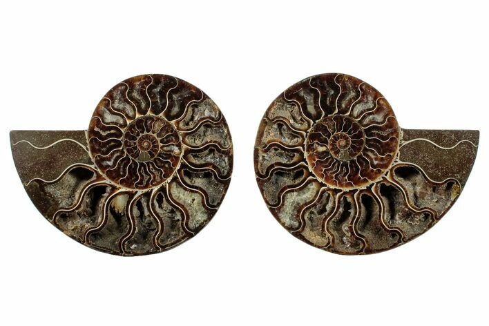 Cut & Polished, Agatized Ammonite Fossil - Madagascar #270280